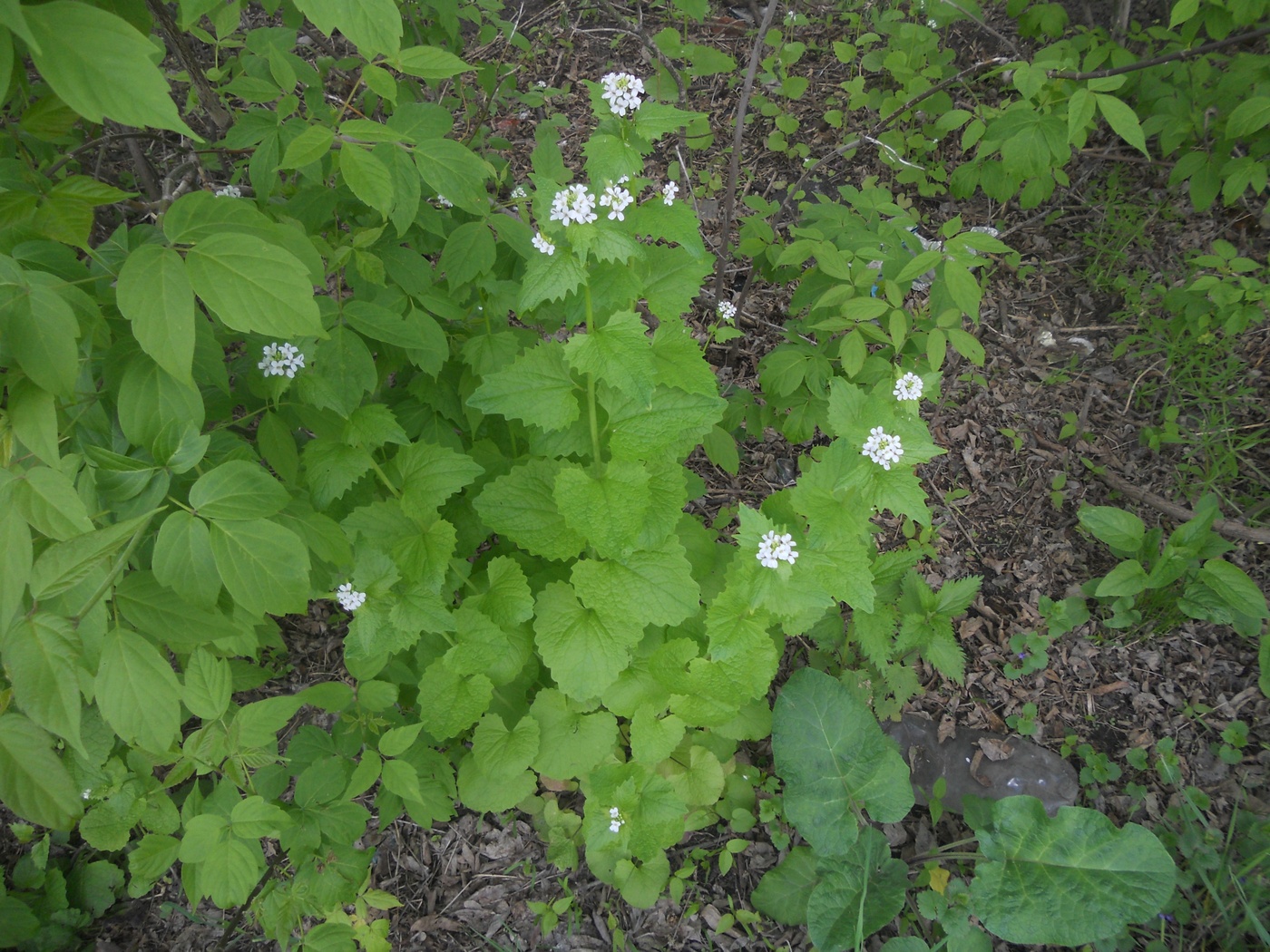 Image of Alliaria petiolata specimen.