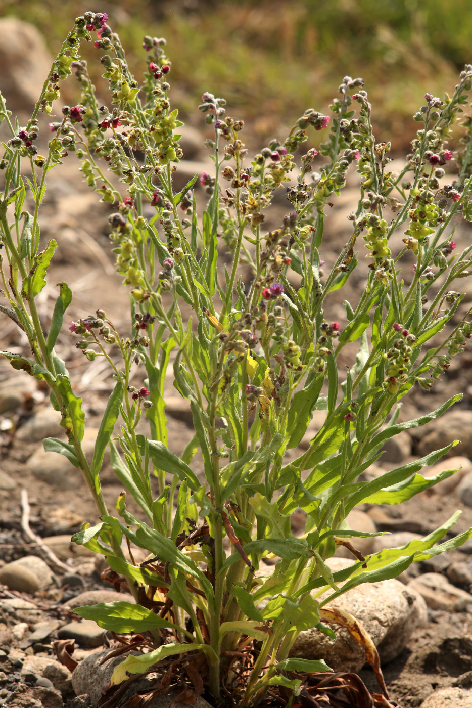 Изображение особи Cynoglossum officinale.