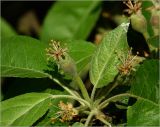 Malus domestica