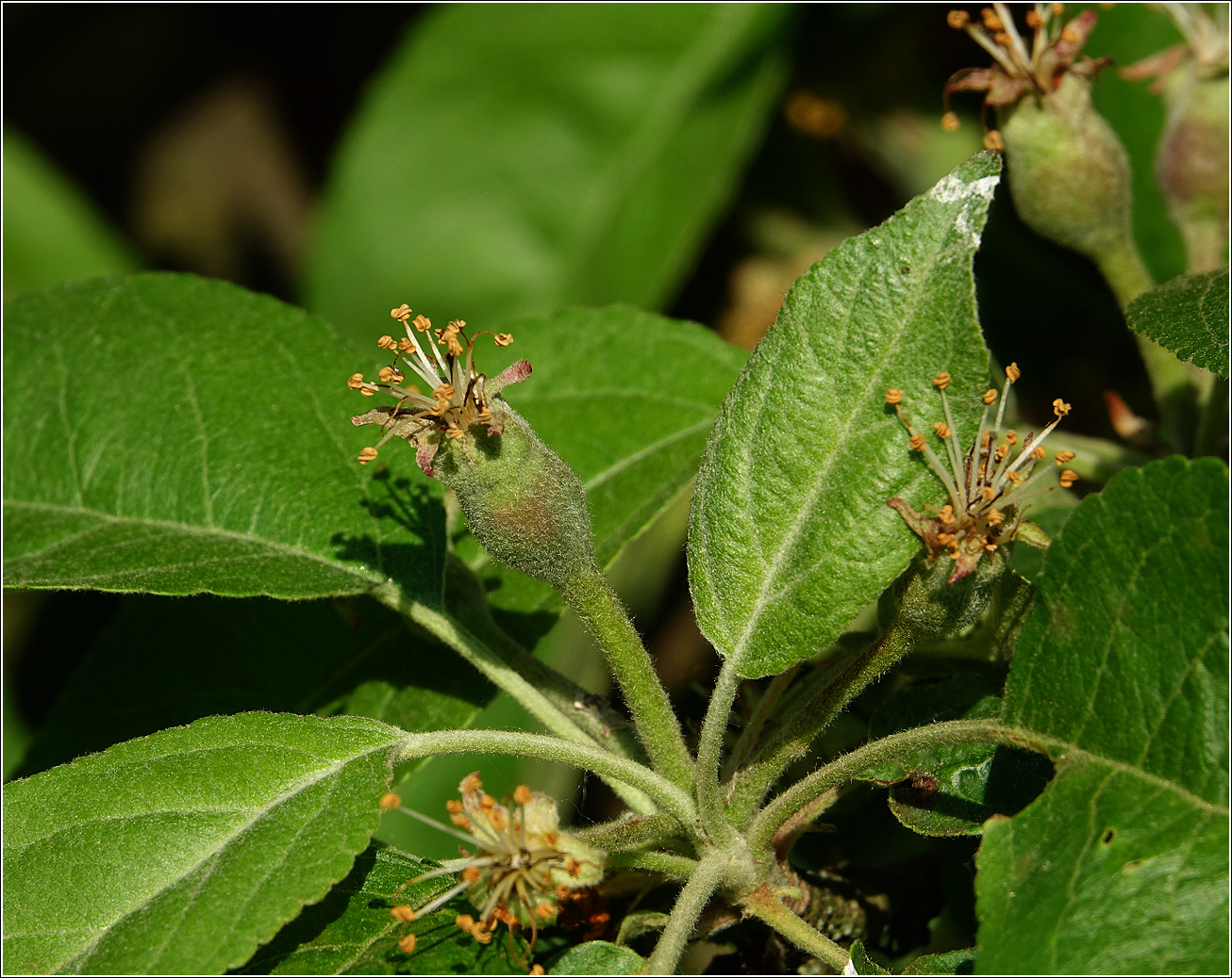 Изображение особи Malus domestica.