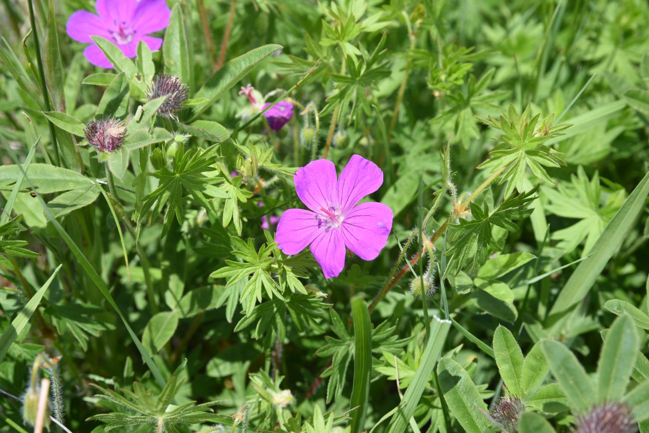 Изображение особи Geranium sanguineum.