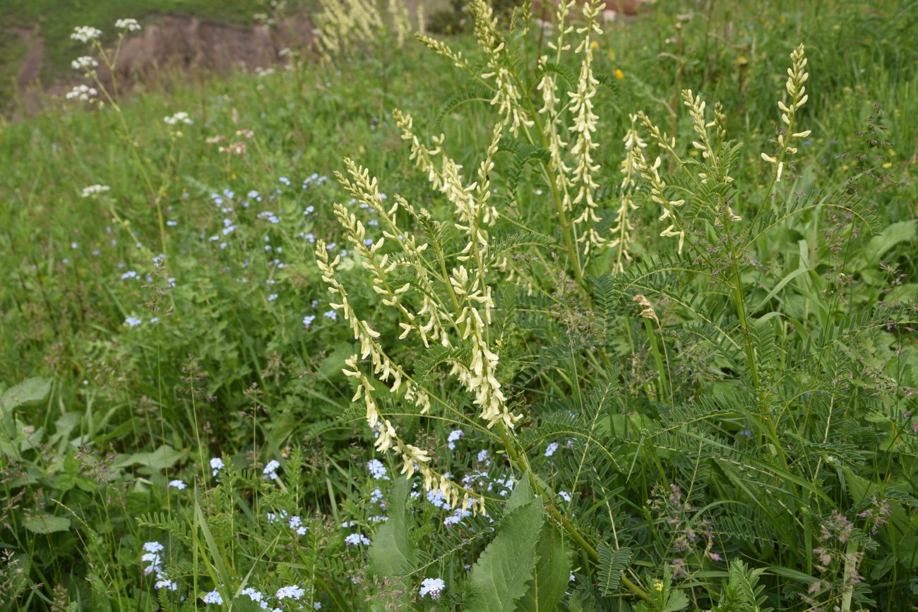 Изображение особи Astragalus galegiformis.