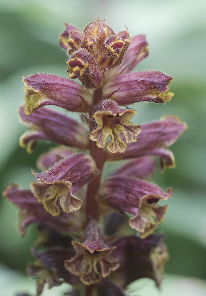 Image of Orobanche laxissima specimen.