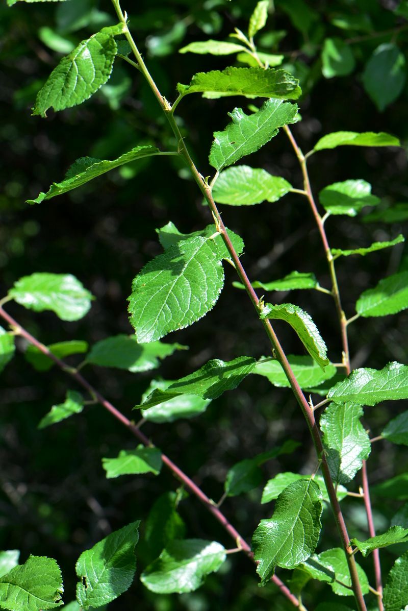 Image of Prunus stepposa specimen.