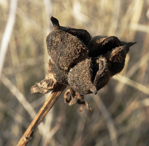 Image of Paeonia tenuifolia specimen.