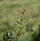 Berberis vulgaris. Побег. Республика Ингушетия, Джейрахский р-н, окр. храма Тхаба-Ерды со стороны реки Гулойхи, высота 1160 м н.у.м, остепнённый луг. 21 июня 2022 г.