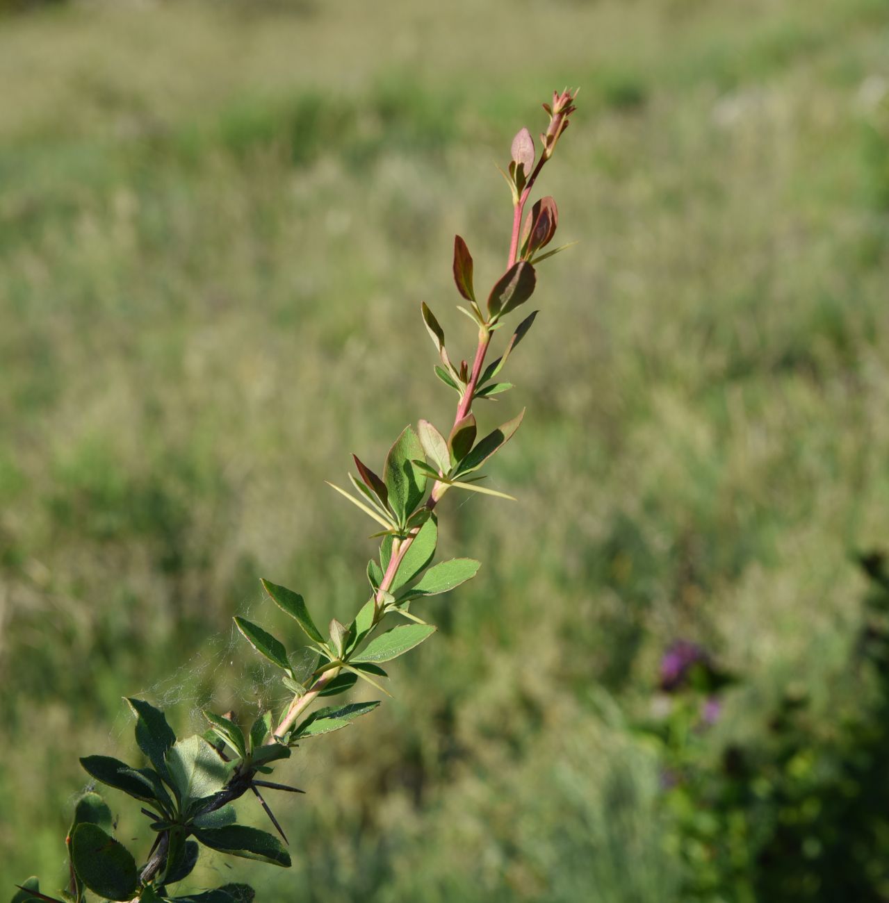 Image of Berberis vulgaris specimen.