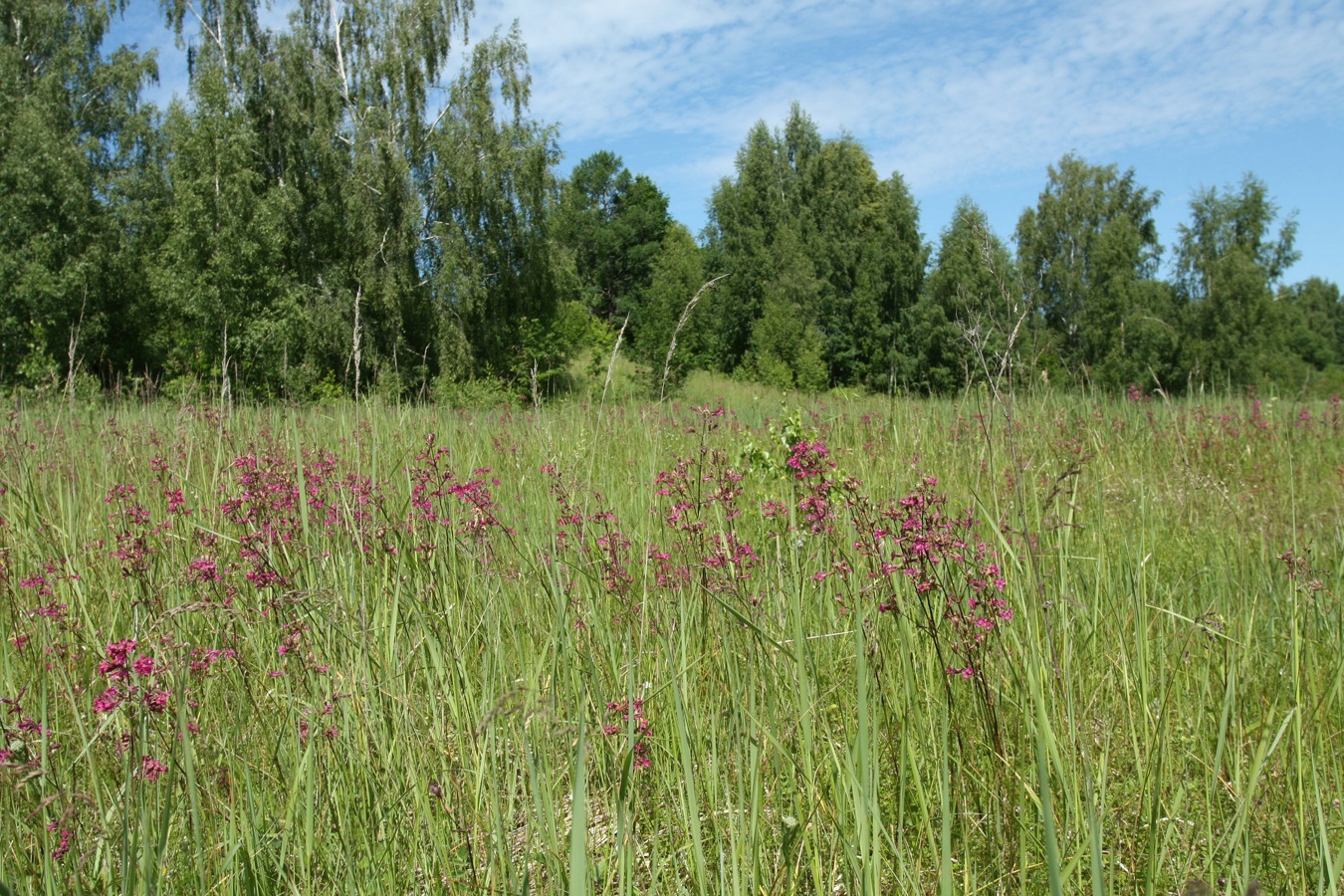 Изображение особи Viscaria vulgaris.