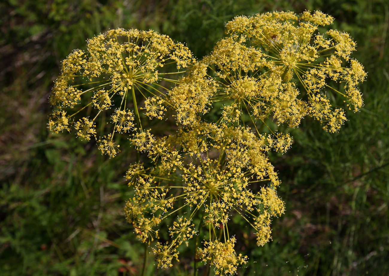 Image of Peucedanum morisonii specimen.