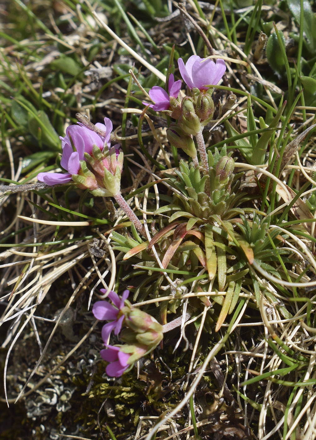 Image of Androsace halleri specimen.