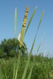 Typha latifolia