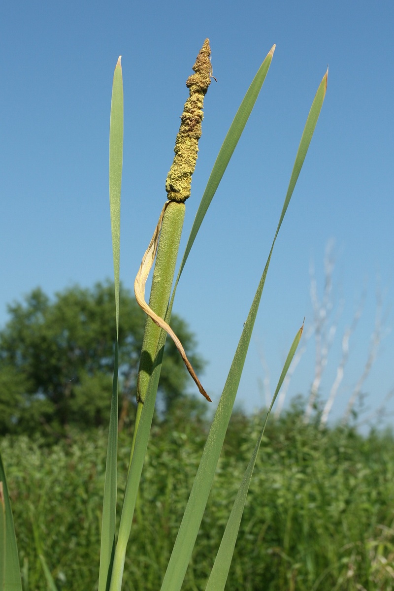 Изображение особи Typha latifolia.