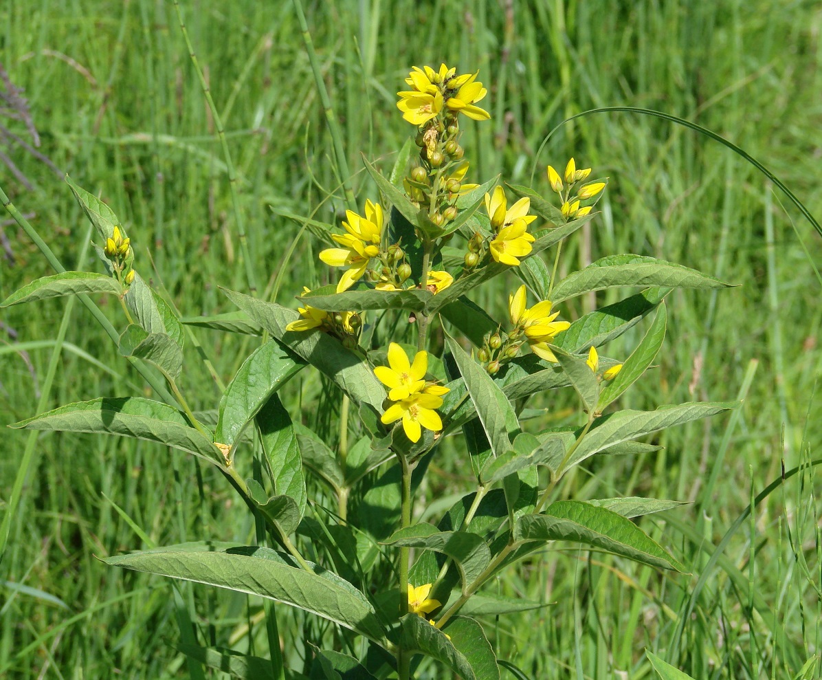 Изображение особи Lysimachia vulgaris.