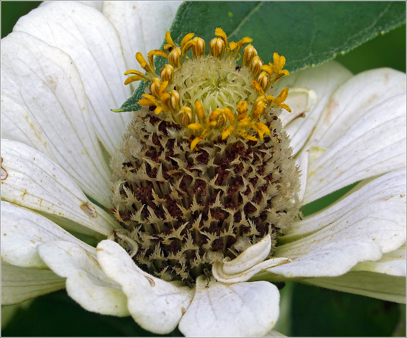 Изображение особи Zinnia elegans.