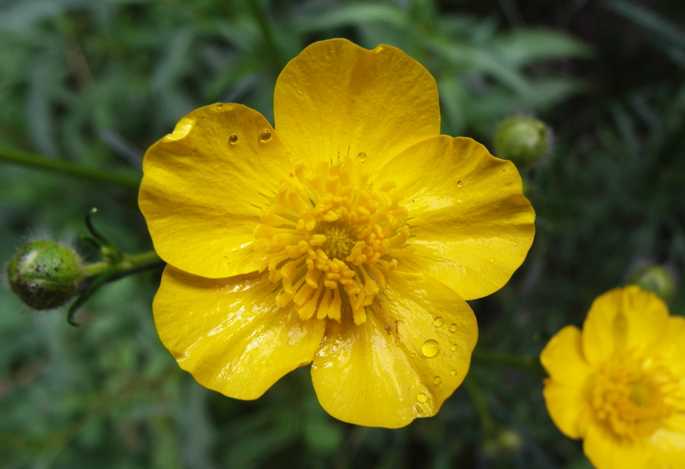 Изображение особи Ranunculus acris.