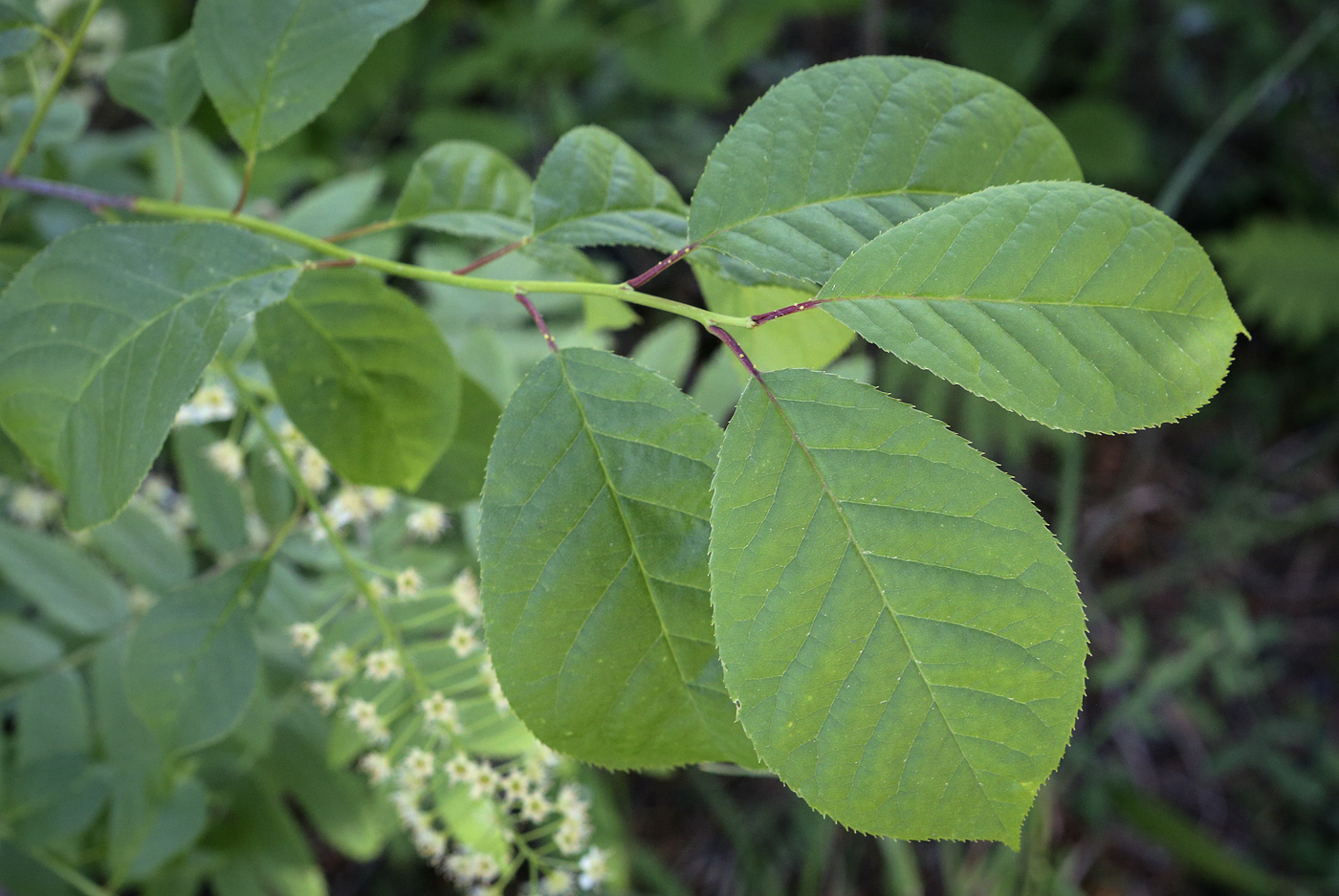 Image of Padus virginiana specimen.