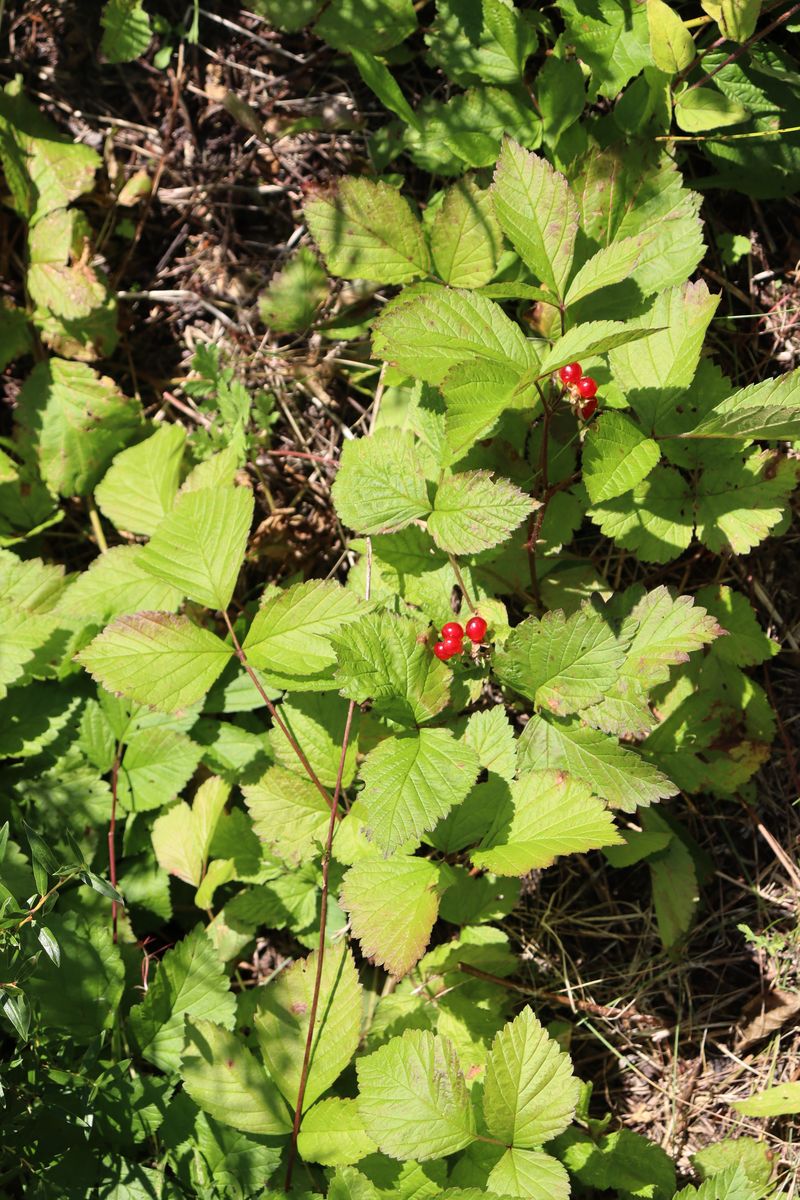 Image of Rubus saxatilis specimen.