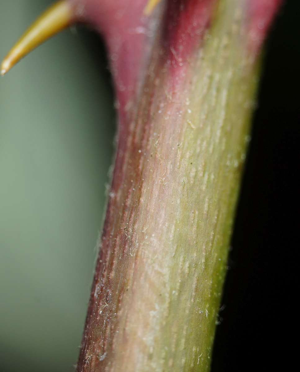 Image of genus Rubus specimen.