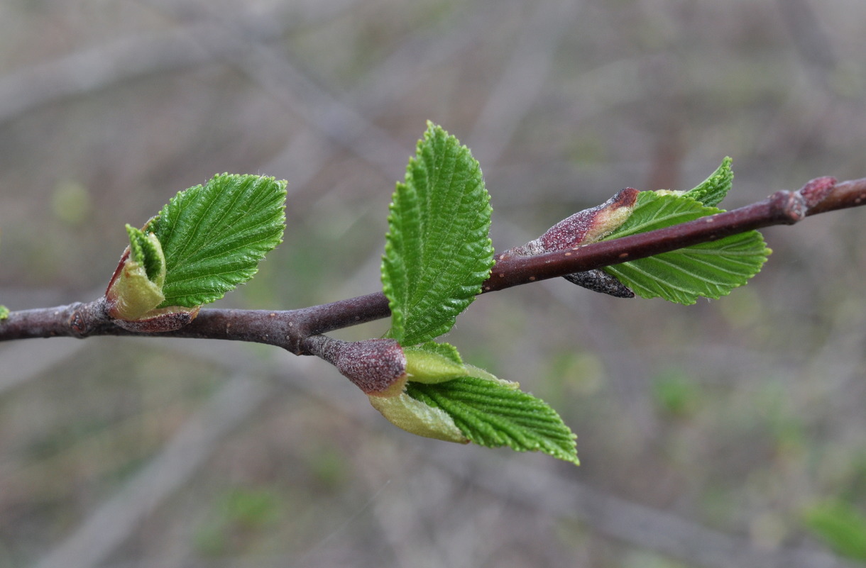 Изображение особи Alnus incana.