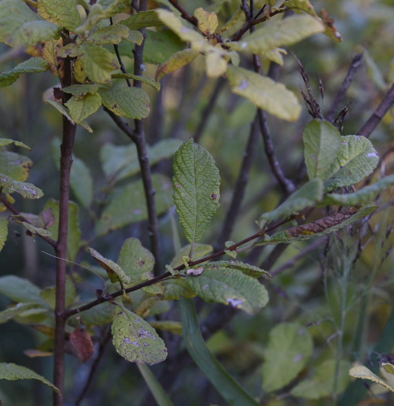 Image of Salix aurita specimen.