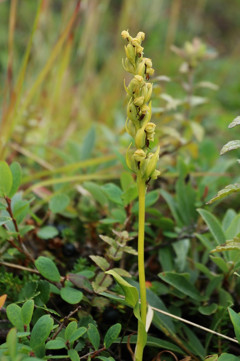 Image of Dactylorhiza viridis specimen.