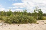 Salix phylicifolia. Отцветшее растение на песчаном пляже. Карелия, восточный берег оз. Топозеро. 28.07.2021.