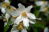 Philadelphus tenuifolius. Цветок. Московская обл., Раменский р-н, окр. дер. Хрипань, дачный участок. 18.06.2010.