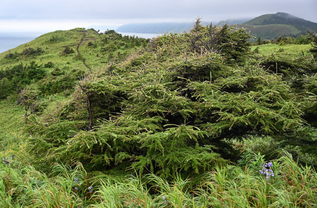 Image of Larix kamtschatica specimen.