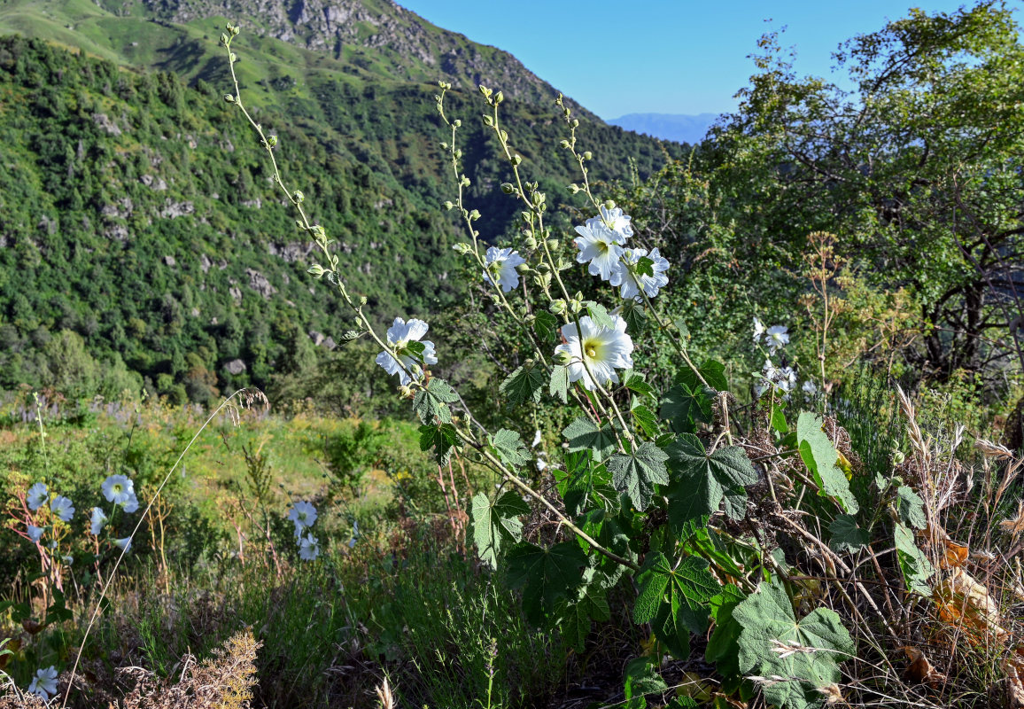 Image of Alcea nudiflora specimen.