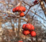 род Crataegus. Верхушка покоящегося побега с прошлогодним соплодием. Тверская обл., г. Тверь, Заволжский р-н, ботанический сад ТвГУ, в культуре. 01.12.2022.