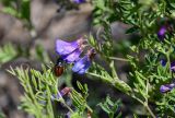 Vicia multicaulis. Верхушка побега с соцветием и кормящимся (?) жуком. Хакасия, Ширинский р-н, окр. с. Ефремкино, скалы Тогыз-Аз, степной склон. 07.06.2022.