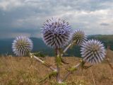 Echinops sphaerocephalus. Верхушка растения с соцветиями. Краснодарский край, м/о г. Геленджик, хр. Маркотх, гора Иорданова, ≈ 650 м н.у.м., горный луг. 23.07.2016.