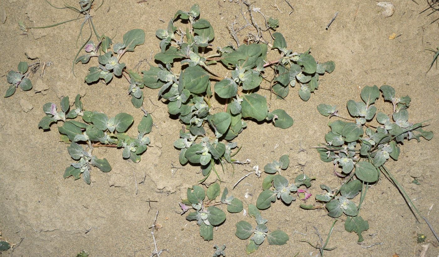 Image of Atriplex dimorphostegia specimen.