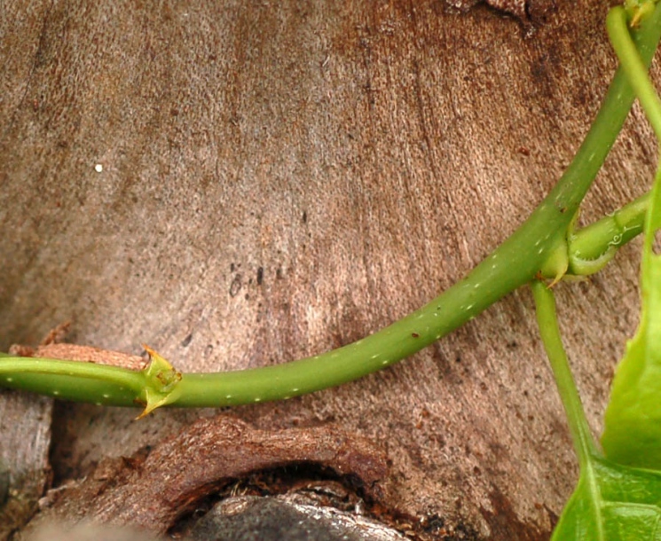 Image of Celastrus flagellaris specimen.