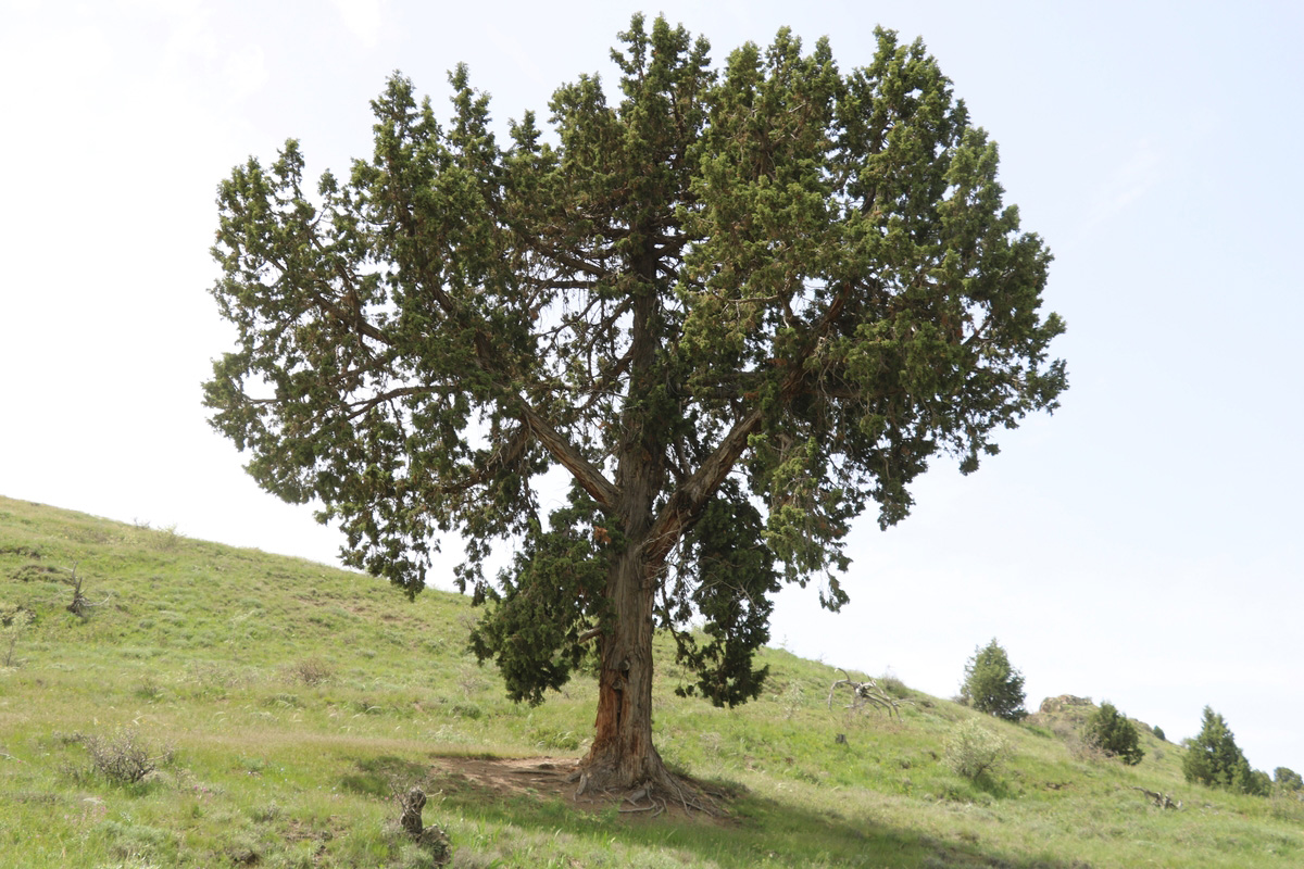 Image of Juniperus foetidissima specimen.