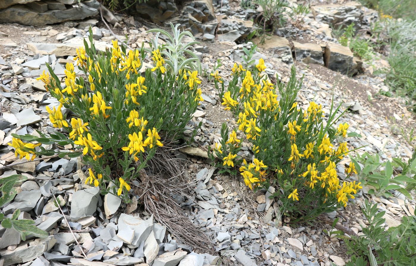 Image of Genista humifusa specimen.