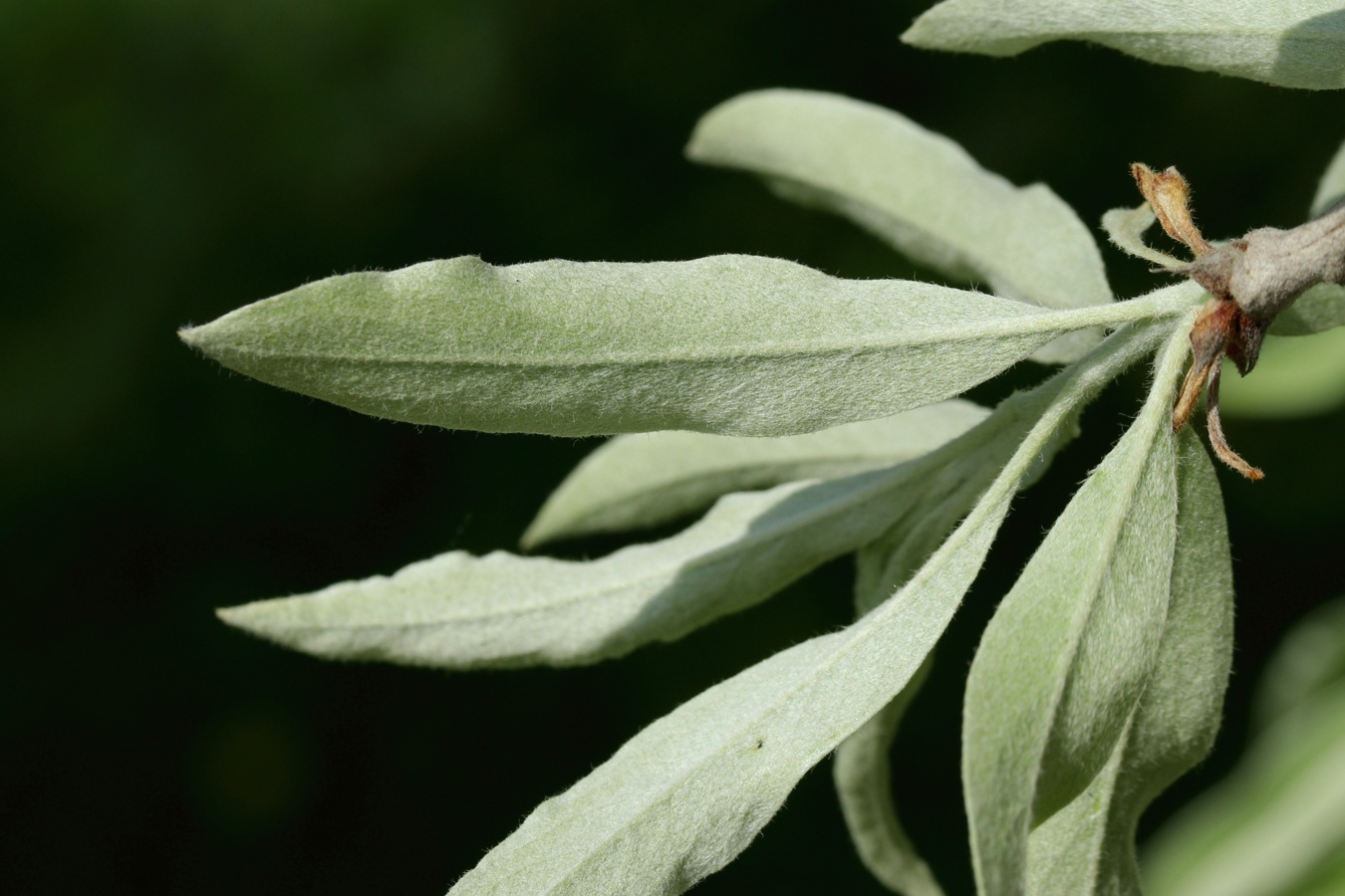 Изображение особи Pyrus salicifolia.