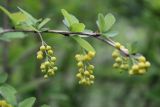 Berberis vulgaris. Верхушка веточки с соцветиями с бутонами. Сургут, Сургутский ботанический сад. 12.06.2023.