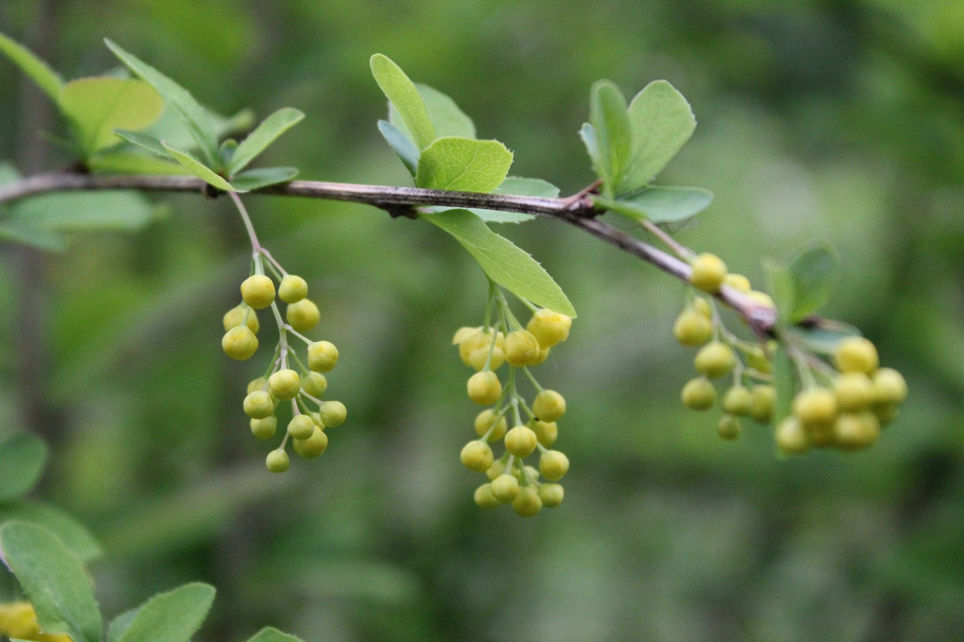 Image of Berberis vulgaris specimen.