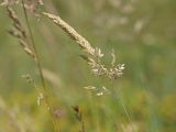 Holcus lanatus