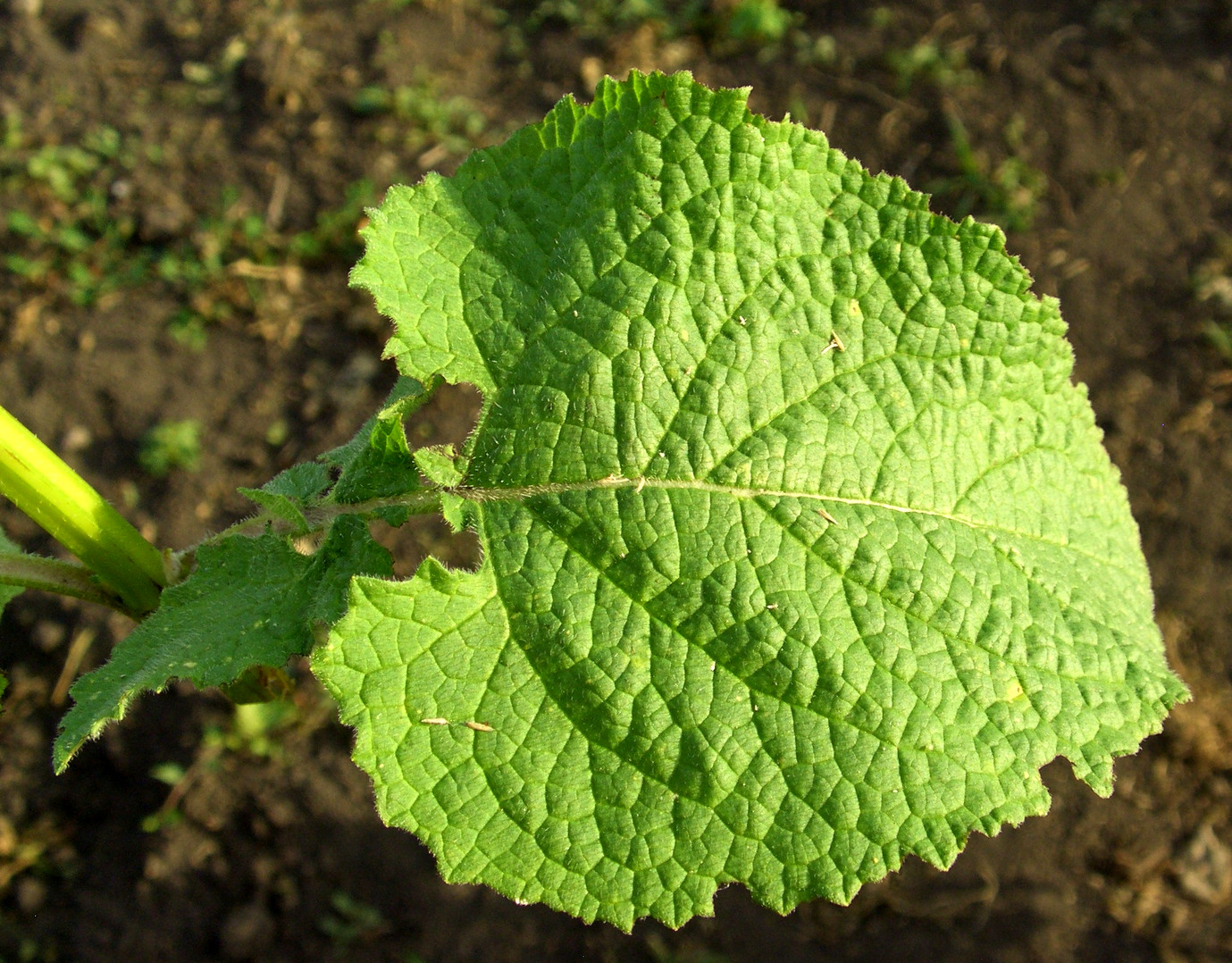 Изображение особи Salvia verticillata.