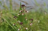 Circaea subspecies quadrisulcata