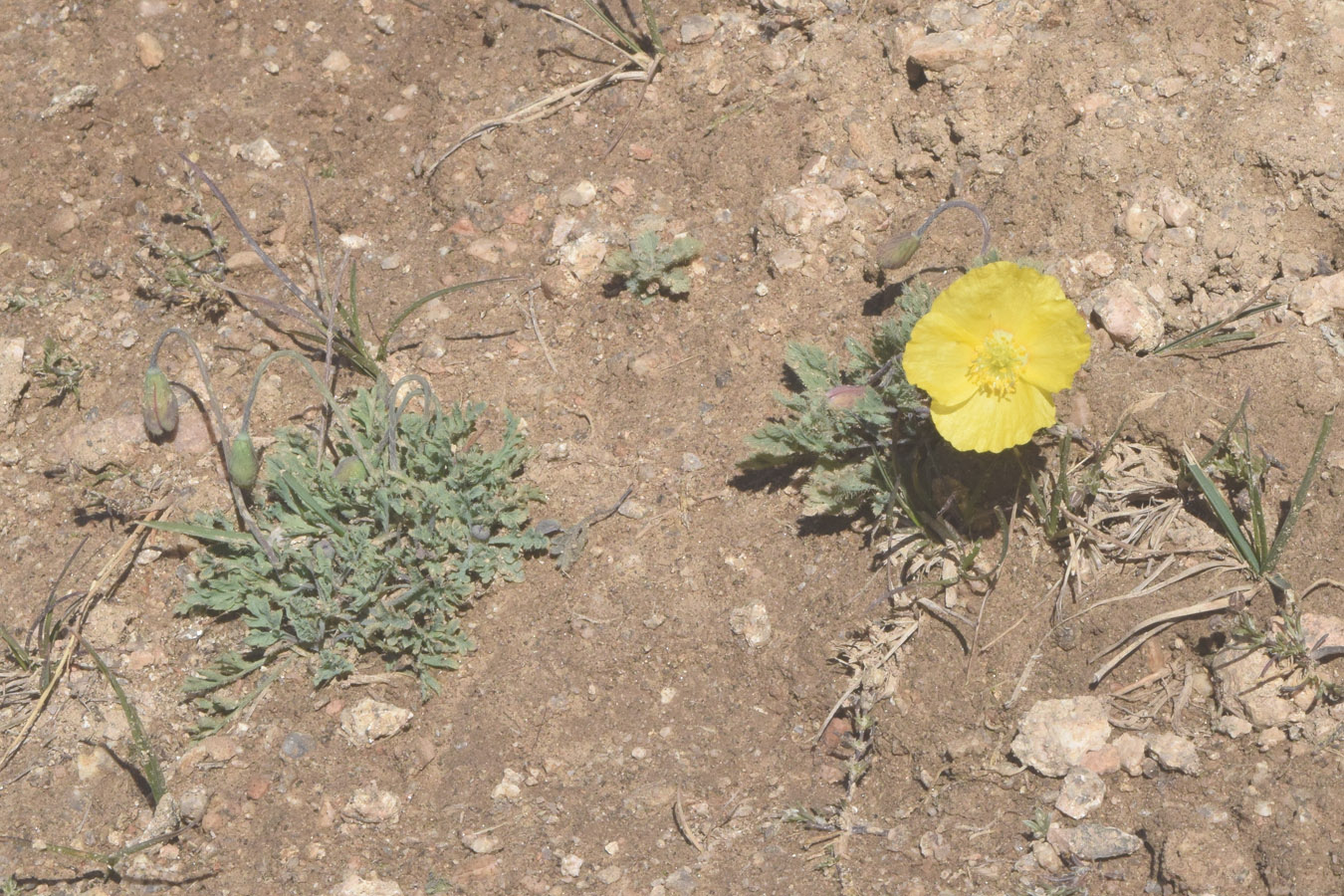 Image of Papaver croceum specimen.