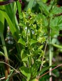 Halenia corniculata. Верхушка цветущего растения. Курильские о-ва, о-в Кунашир, мыс Сукачёва, приморский луг. 22.08.2022.