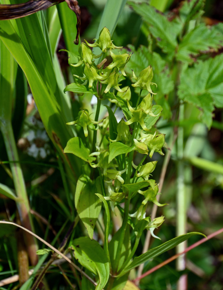 Image of Halenia corniculata specimen.