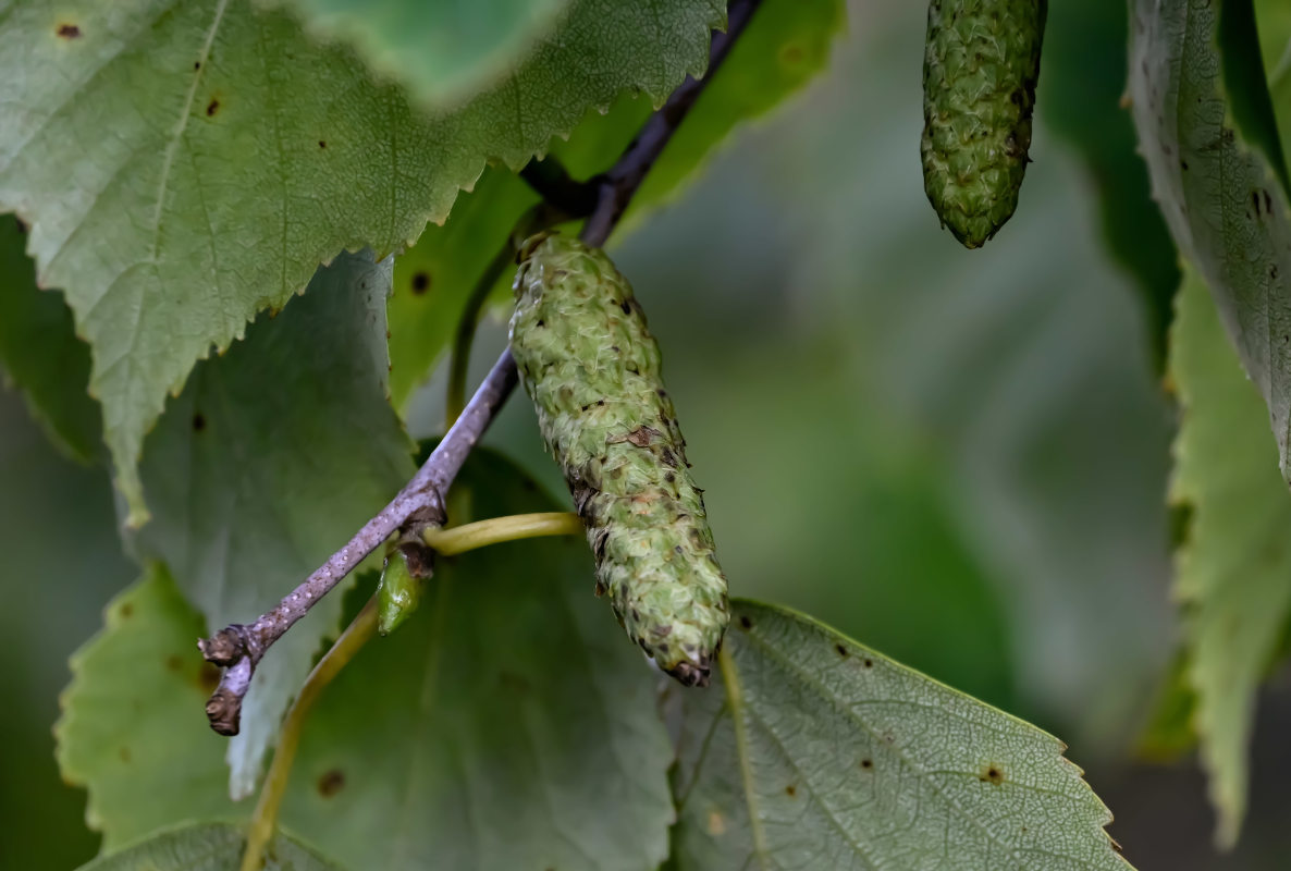 Image of Betula platyphylla specimen.