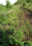 Cirsium schischkinii