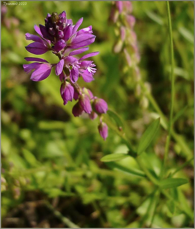 Image of Polygala comosa specimen.