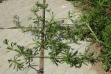 Galium aparine. Цветущие и плодоносящие ветви. Беларусь, Витебская обл., пос. Езерище, частная усадьба, в щели между цоколем строения и мощёной площадкой. 23.06.2023.