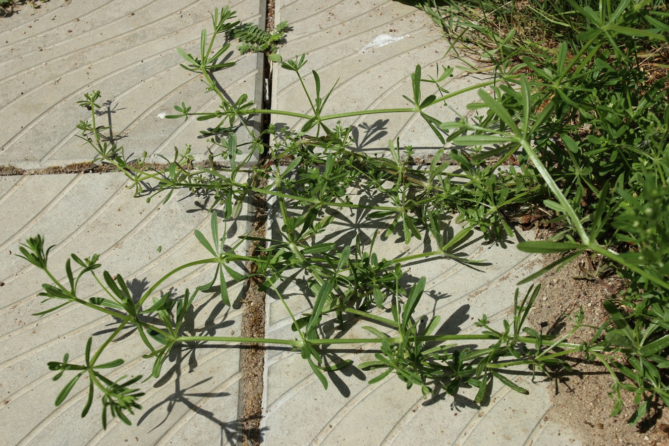 Изображение особи Galium aparine.